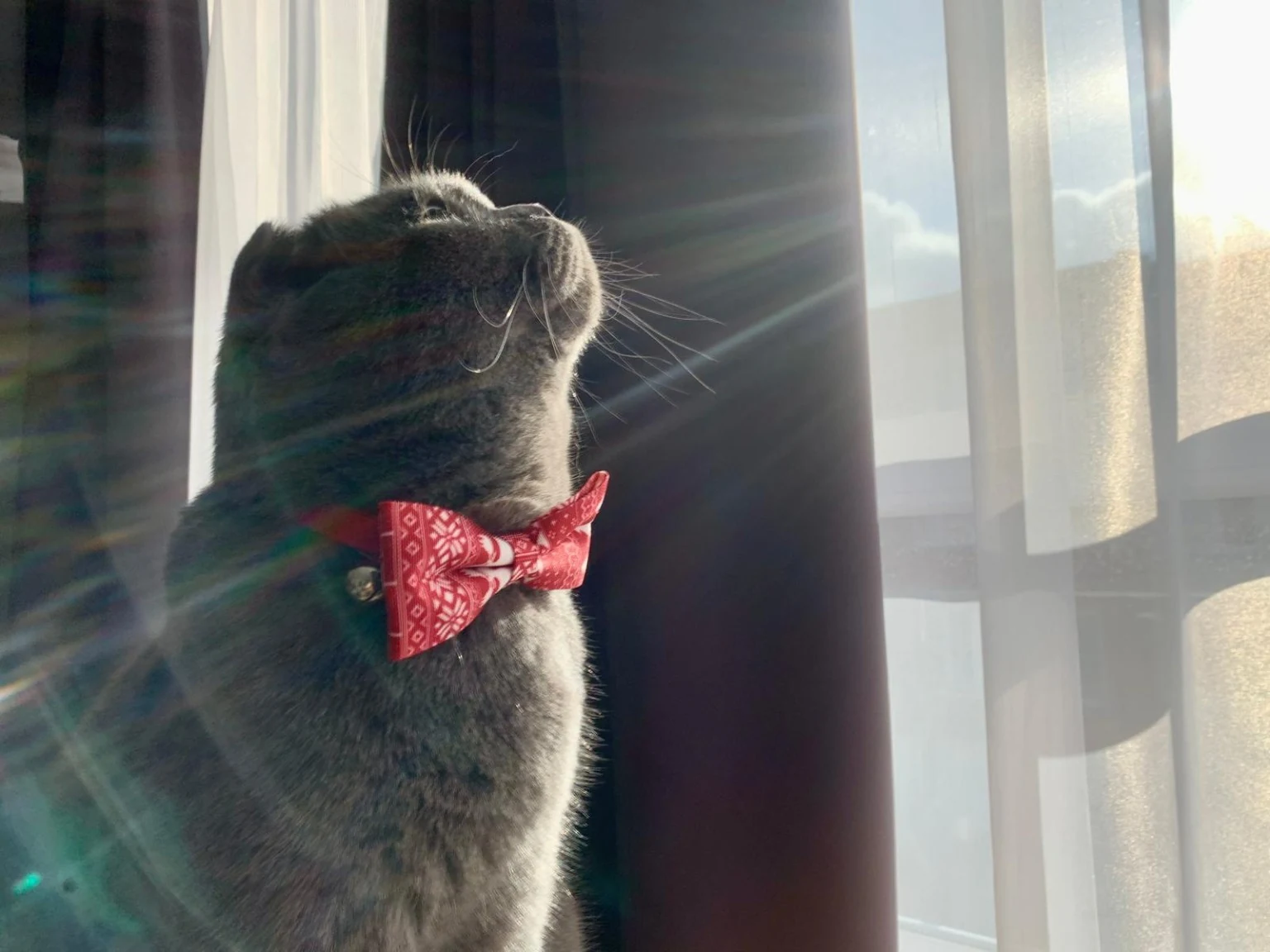 Kat in zonlicht
